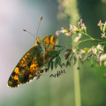 Unlocking Your Why: Setting Intentions for a Productive Life