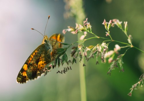 Unlocking Your Why: Setting Intentions for a Productive Life